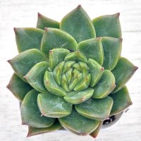 ◎多肉植物 エケベリア アガボイデス フレイム 2.5寸苗 Y3038
