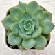 ◎多肉植物 エケベリア パメラ 2.5寸苗 Y3034