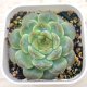 ◎多肉植物 エケベリア アイスアンバー 2.5寸苗 Y3056
