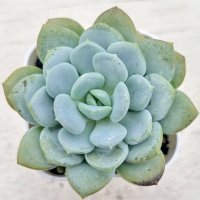 ◎多肉植物 エケベリア スノーホワイトプリンセス 2.5寸苗 Y3004