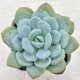 ◎多肉植物 エケベリア スノーホワイトプリンセス 2.5寸苗 Y3004