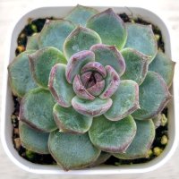 ◎多肉植物 エケベリア ブラックジェイド 2.5寸苗 Y3040