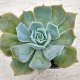 ◎多肉植物 エケベリア デザートキャメル 2.5寸苗 Y3007
