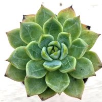 ◎多肉植物 エケベリア アプリシエイティング ザ ムーン 2.5寸苗 Y3008
