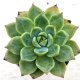 ◎多肉植物 エケベリア アプリシエイティング ザ ムーン 2.5寸苗 Y3008
