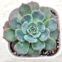 ◎多肉植物 エケベリア ローレンス 2.5寸苗 Y3006