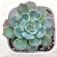 ◎多肉植物 エケベリア ローレンス 2.5寸苗 Y3006