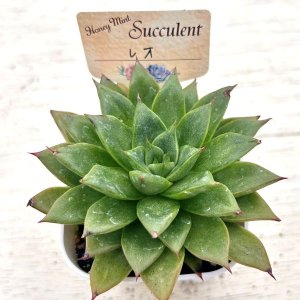 画像2: ◎多肉植物 エケベリア レオ 2.5寸苗 Y3001