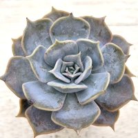 ◎多肉植物 エケベリア ルシーナ 2.5寸苗 Y3035