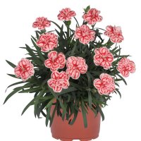 ダイアンサス ラズベリーアイス