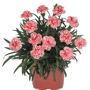 画像1: ダイアンサス ラズベリーアイス