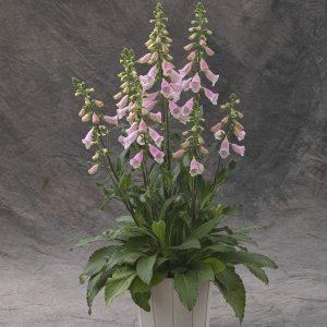 画像2: ジキタリス Hanabee ピンク