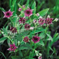 ポテンティラ パルストリス