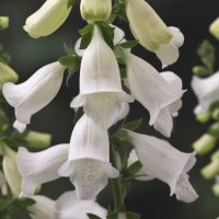 ジキタリス Hanabee ホワイト