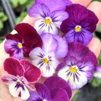 パンジー よく咲くスミレ ラベンダースプラッシュ