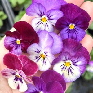 画像1: パンジー よく咲くスミレ ラベンダースプラッシュ