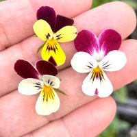 ビオラ バニーイヤーズ イエローイヤーレッドリップ