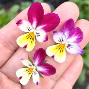 画像1: ビオラ バニーイヤーズ ピンクイヤーイエローフェイス