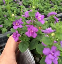 バコパコピア ダブルインディゴ