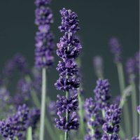 ラベンダー アロマティコ ブルー