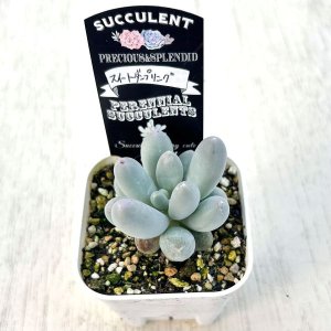 画像2: ●多肉植物 パキフィツム スイートダンプリング 2.5寸苗 C4171