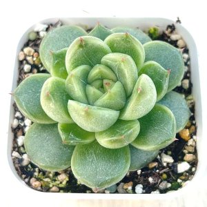 画像1: ●多肉植物 エケベリア ジェニーNo.271 2.5寸苗 C5130