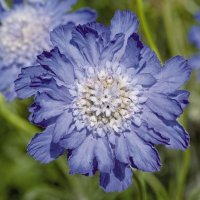 スカビオサ ファーマ ブルー 耐寒性 切花種