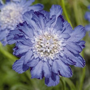 画像1: スカビオサ ファーマ ブルー 耐寒性 切花種