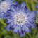 画像1: スカビオサ ファーマ ブルー 耐寒性 切花種 (1)