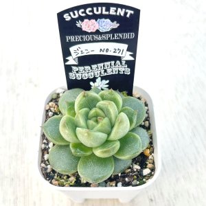 画像2: ●多肉植物 エケベリア ジェニーNo.271 2.5寸苗 C5130