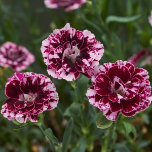 画像1: ダイアンサス チョコレートギフト