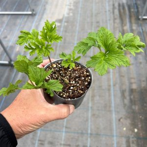 画像2: アネモネ 凜々花 さくらサーモン