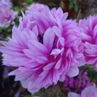 アネモネ 凜々花 ピンク