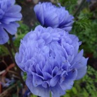 アネモネ 凜々花 ラベンダー