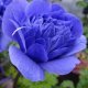 アネモネ 凜々花 ブルー
