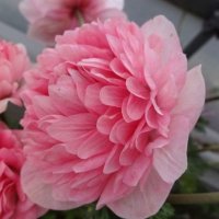 アネモネ 凜々花 さくらサーモン