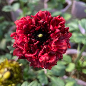 画像1: ラナンキュラス ルージュルージュ