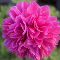 アネモネ 凜々花 オーキッド