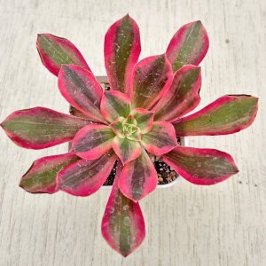 画像1: ◎多肉植物 アエオニウム ファンシャ（多少葉焼けあり） 2.5寸苗 Y3058