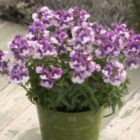 フレグランスネメシア ニモ ラズベリバイカラー