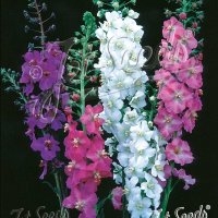 バーバスカム ローマンキャンドルズ