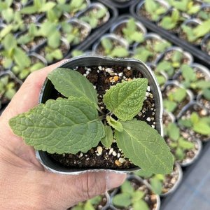 画像2: バーバスカム ローマンキャンドルズ