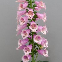 ジキタリス ドッティ ウォームローズ