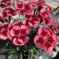 ダイアンサス ディアンティカ ルビーオレンジ