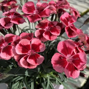 画像1: ダイアンサス ディアンティカ ルビーオレンジ