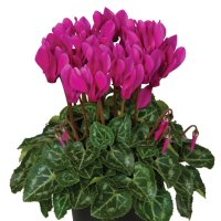 ガーデンシクラメン スーパーベラノ ダークバイオレットソーラー