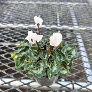 画像2: ガーデンシクラメン スーパーベラノ ピュアホワイトソーラー