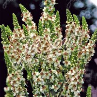 バーバスカム ミルクシェイク