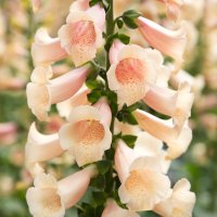 ジキタリス ドッティ ピーチ