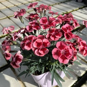 画像2: ダイアンサス ディアンティカ ルビーオレンジ